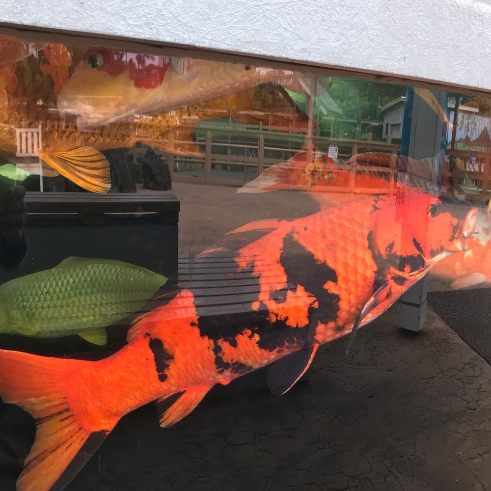 Meet your Posher, Emerita